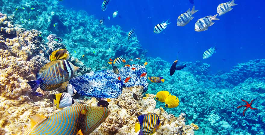Unterwasserwelt im Roten Meer, Ägypten