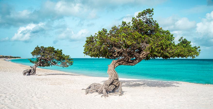 Divi-Divi-Baum auf Aruba