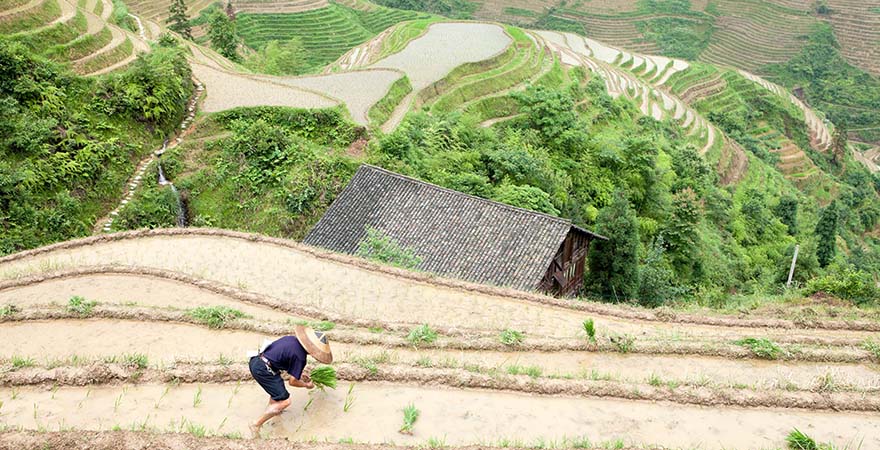 Reisterrassen mit einem Arbeiter