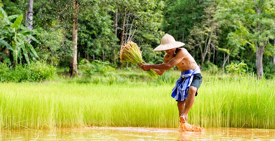 Mann schwingt Reispflanzen durch das Wasser