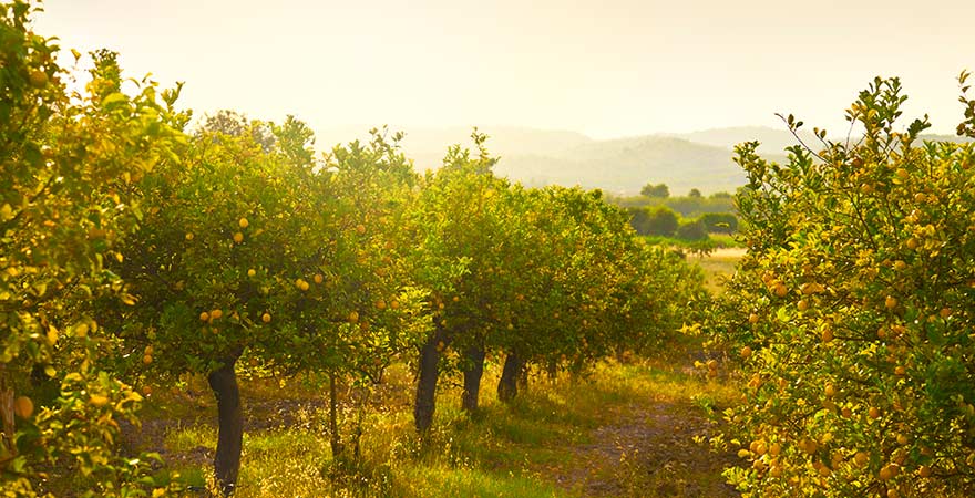 Zitronenplantage auf Sizilien in Italien