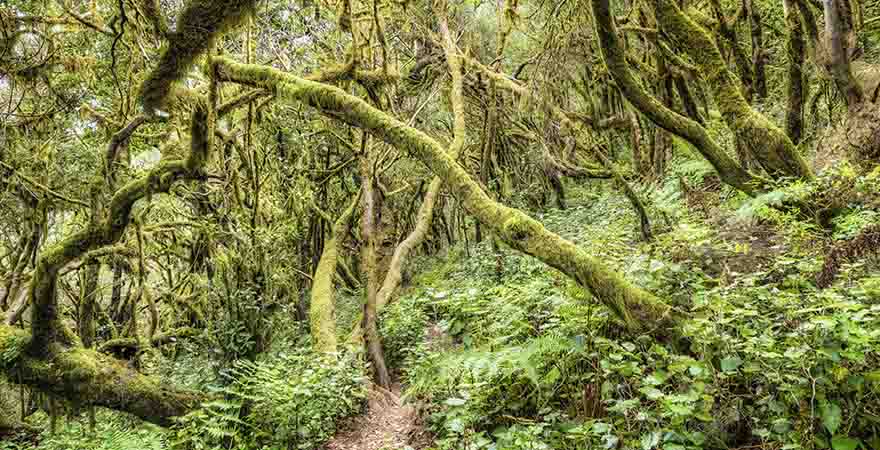 Urwald mit Moosbedeckten Baumstämmen