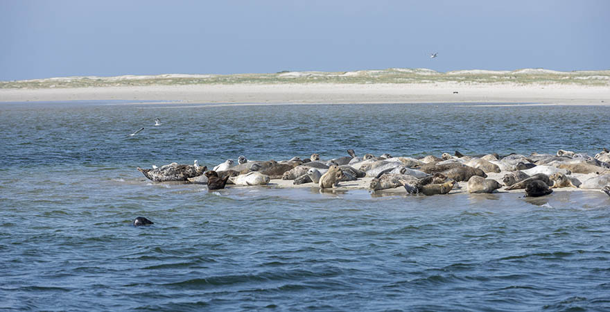 Viele Robben auf einer Insel