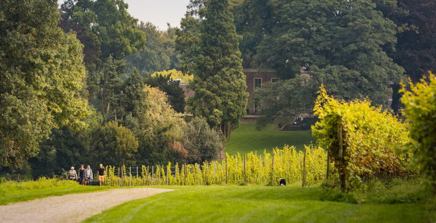 Vier Personen laufen auf einem Weg an einem Weingut entlang der Rebstöcke vorbei, entfernt auf den Betrachter zu. Umgeben sehen Tannen und Grünflächen.