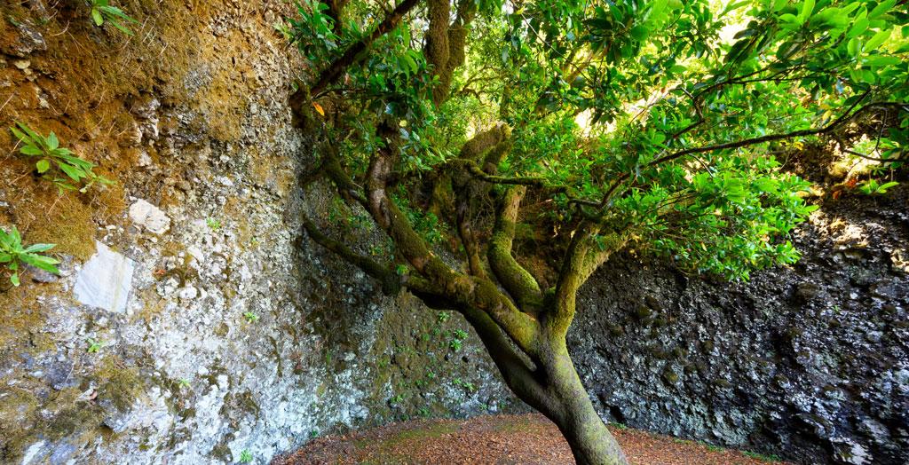 Heiliger Baum Garoe auf der Insel El Hierro, Kanarische Inseln, Spanien