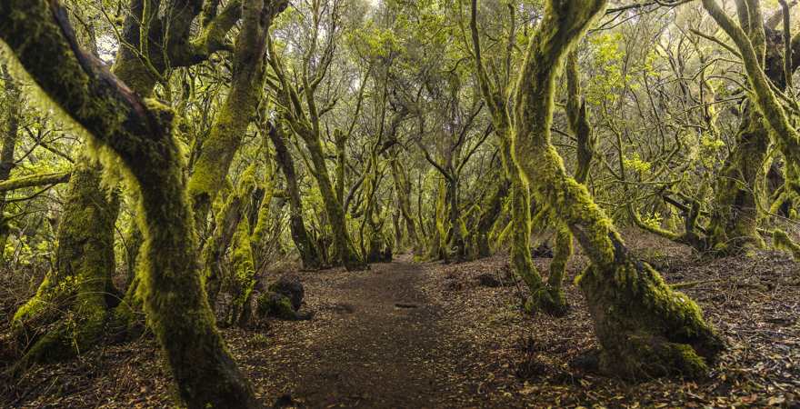 Weg druch einen Wald mit moosbewachsenen Bäumen