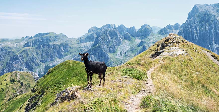 Eine schwarze Ziege auf dem Gipfel des Prokletije-Nationalparks