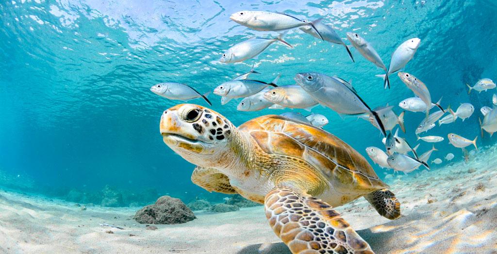 Unterwasserwelt mit Meeresschildkröte und Fischschwarm