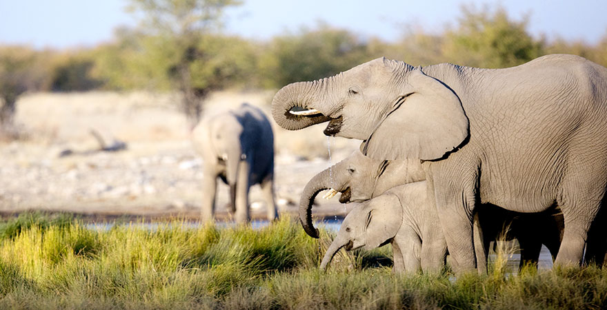 Elefantenherde trinken an einem Wasserloch bei einer Safari in Südafrika