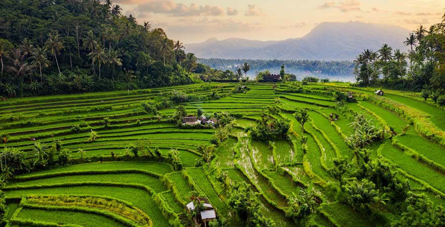 Blick von oben auf grüne Reisfelder auf Bali