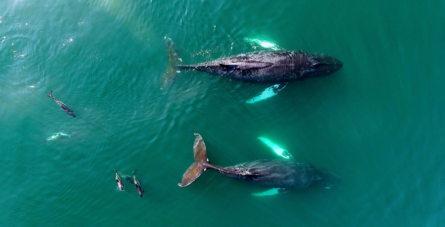 Wale und Delfine von oben an der Bay of Fundy in Nova Scotia, Kanada