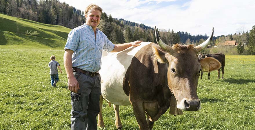 Bauer mit Kuh auf einer Weide