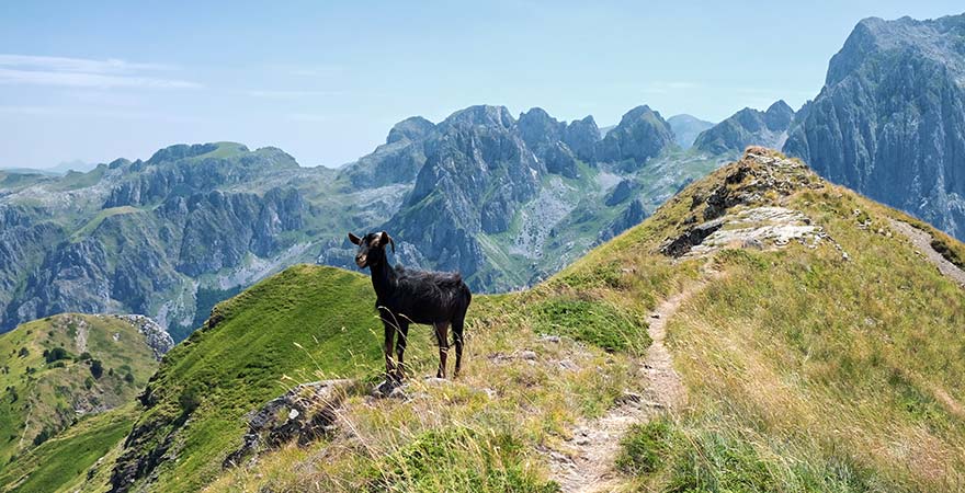 Ziege im Prokletije-Gebirge in den albanischen Alpen
