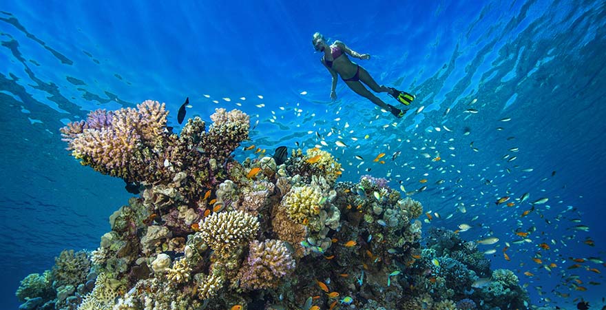 Eine Frau schnorchelt vor einem Korallenriff im Roten Meer vor Ägypten