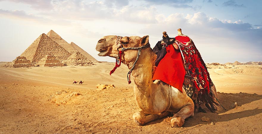 Kamel vor den Pyramiden von Gizeh nahe Kairo in Ägypten