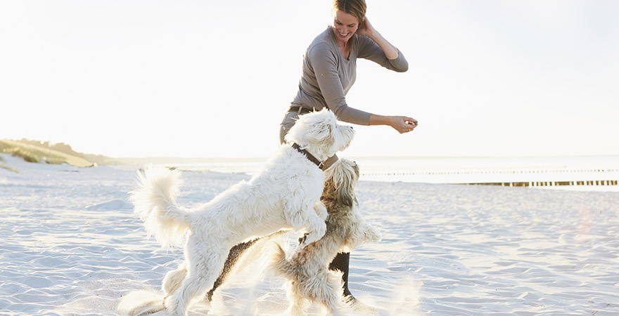 Frau spielt mit Hunden am Strand