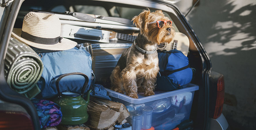 Hund in einem voll gepacktem Auto mit Sonnenbrille auf