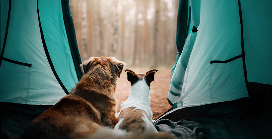 zwei Hunde schauen aus dem Zelt 