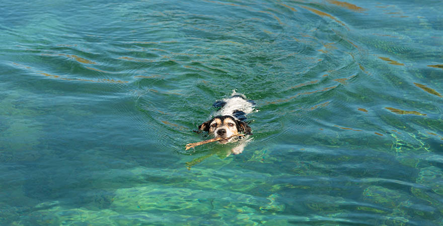 Jack Russell Terrier schwimmt im Wasser und trägt einen Stock