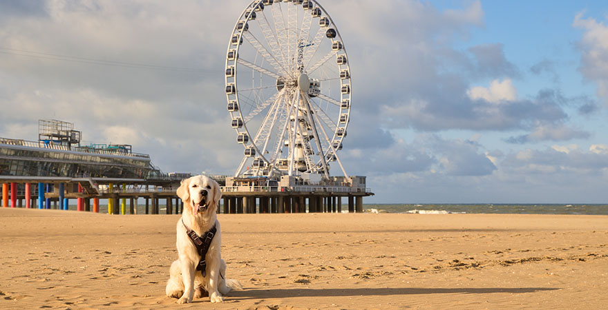 Glücklicher Golden Retriever Hund am Strand von Scheveningen im Hintergrund Riesenrad