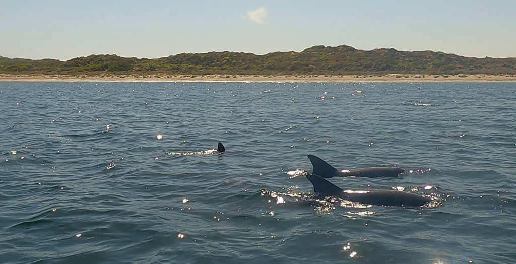 Delfine auf Rottnest Island in Western Australia