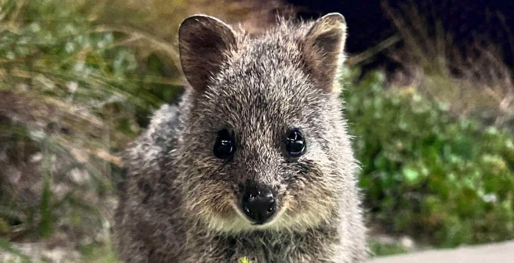 Ein Quokka – Ein Kurzschwanzkänguru in Australien