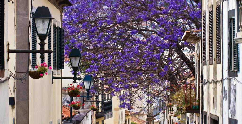 Lila Blütenpracht in der Altstadt von Funchal, Madeira