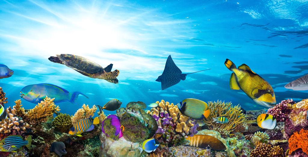 Bunte Unterwasserwelt am Great Barrier Reef, Australien
