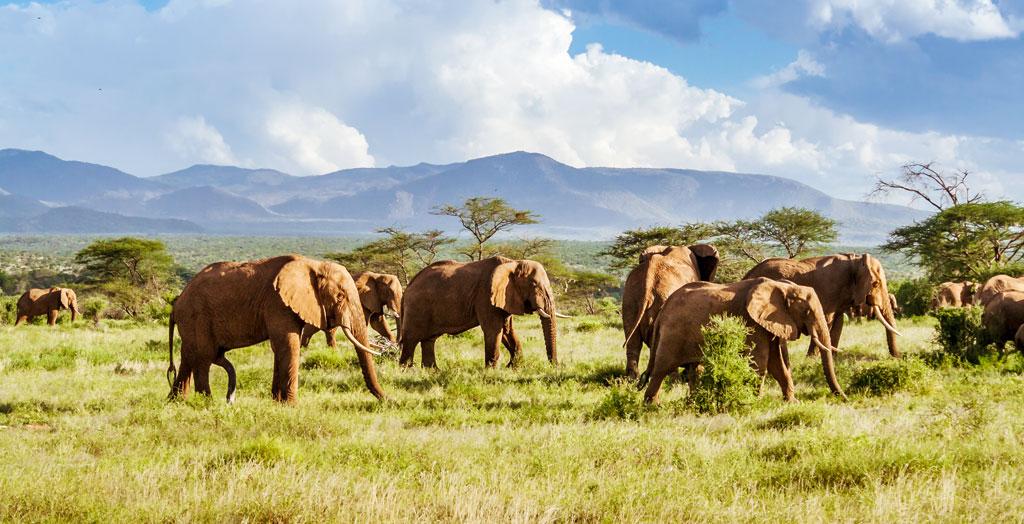 Elefantenherde in der afrikanischen Savanne