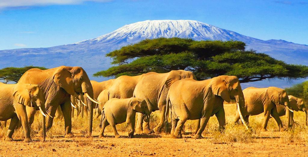 Elefantenherde vor dem Kilimandscharo in Tansania, Afrika