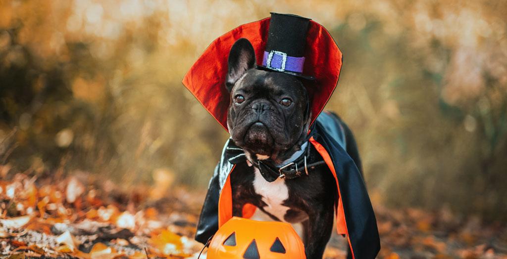 Kostümierter Hund mit Kürbis zu Halloween