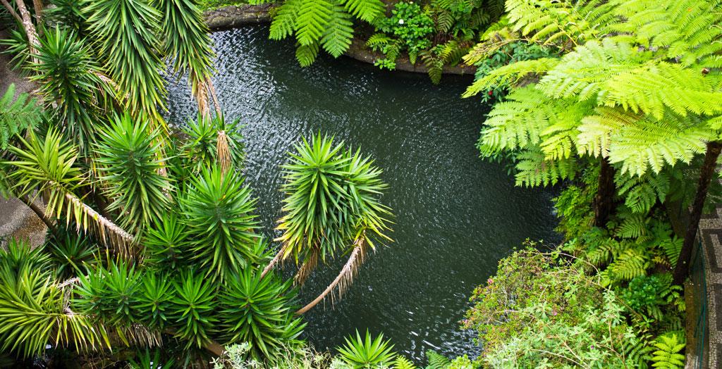 Tropischer Garten auf dem Berg Monte, Funchal, Madeira