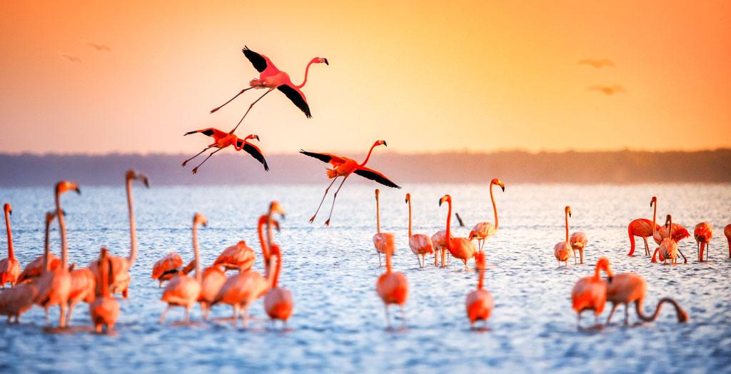 Flamingos auf einem See