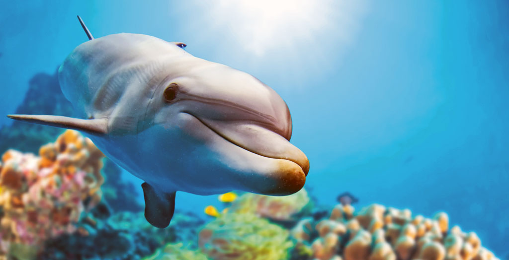 Unterwasserwelt mit Delfin und Riff im Hintergrund