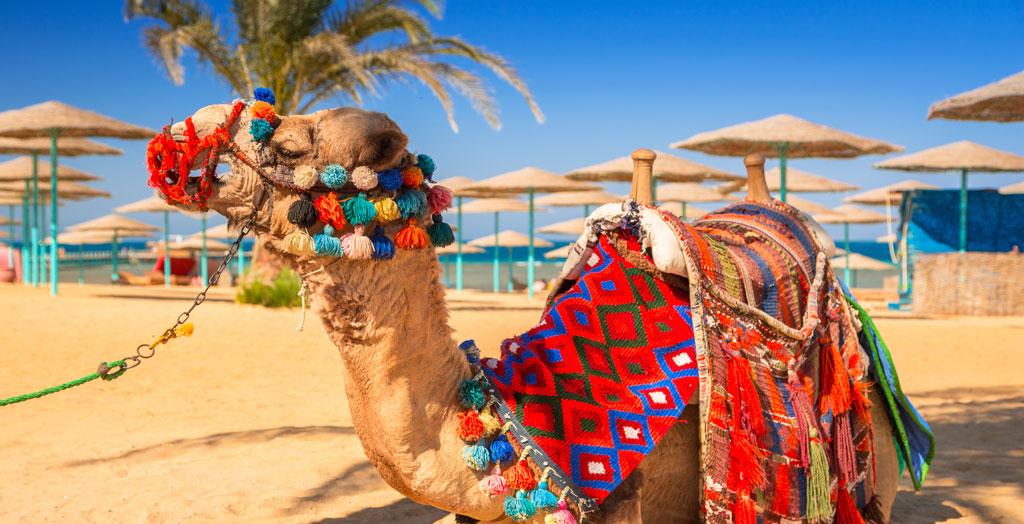 Kamel am Strand von Hurghada, Ägypten