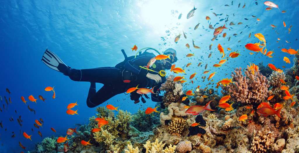 Taucher entdeckt die Unterwasserwelt an einem farbenfrohen Korallenriff