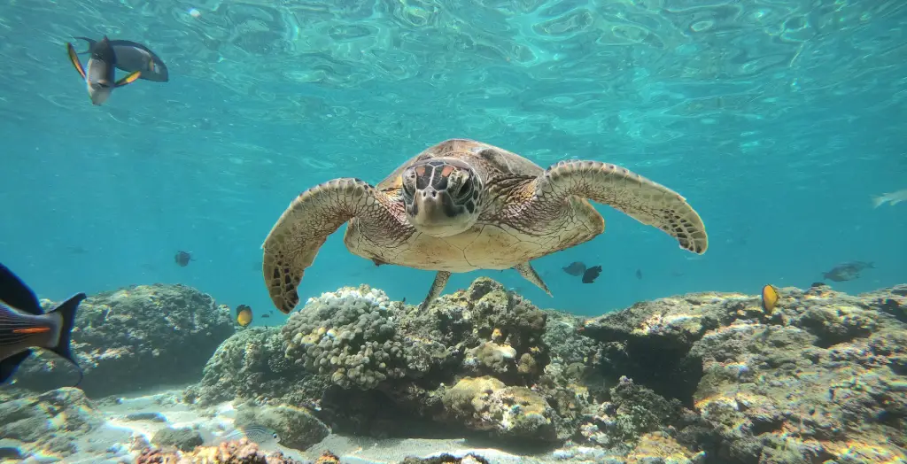 Unterwasserwelt mit einer Meeresschildkröte vor dem Oman © Fahad al Maashri Daymaniat Shells, Ministry of Heritage & Tourism Sultanate of Oman