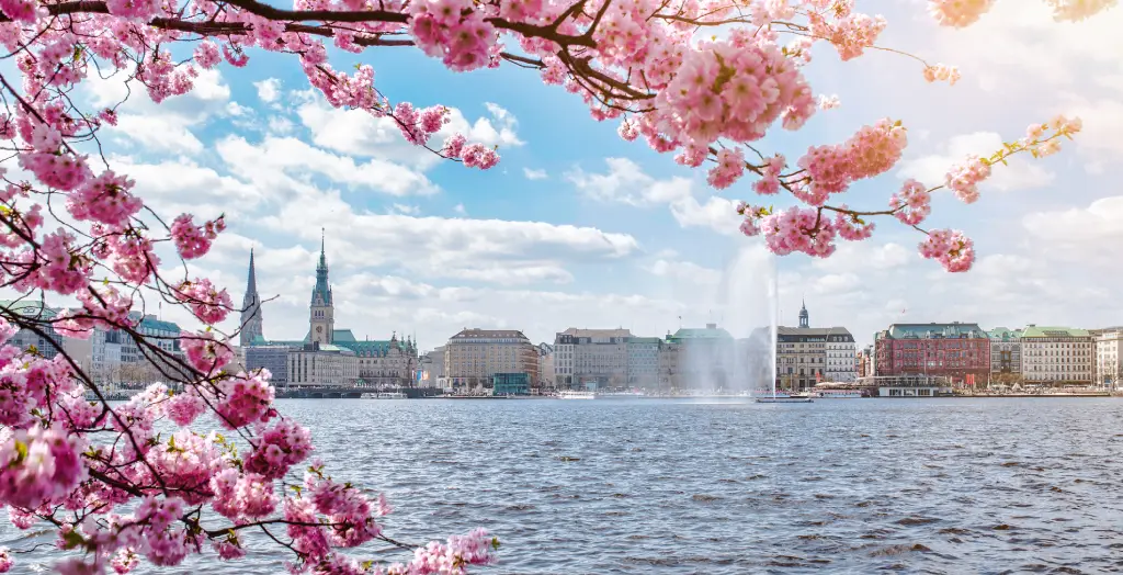 Blick auf die Alster in Hamburg, umrahmt von blühenden Kirschbäumen in Hamburg, Deutschland