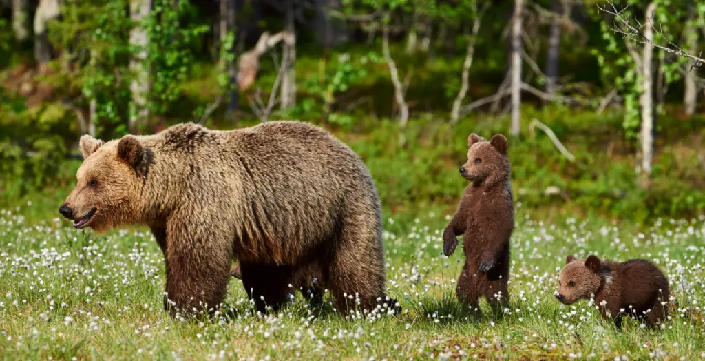 Bärenmutter mit Familie im Wald [Bildquelle: © LuCaAr | Canva]
