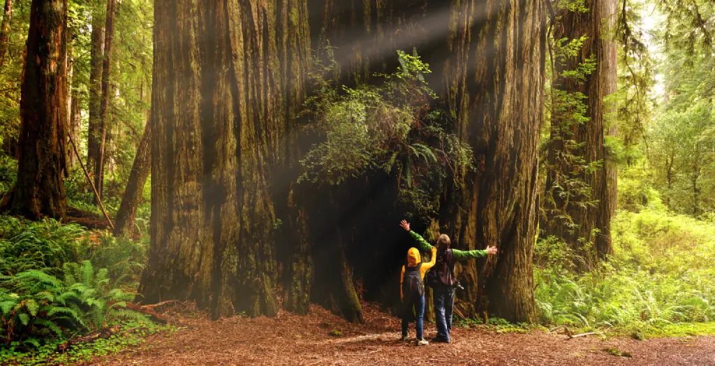 Ein Paar steht vor einem riesigen Baum im Redwood Nationalpark in Kalifornien, USA [Bildquelle: © YayaErnst | Canva]