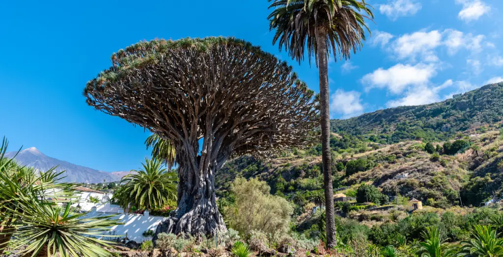Altertümlicher Drago Milenario, bekannt als Drachenbaum, in Icod de los Vinos mit dem Teide im Hintergrund auf Teneriffa, Kanarische Inseln, Spanien [Bildquelle: © Juan Jimenez | Canva]