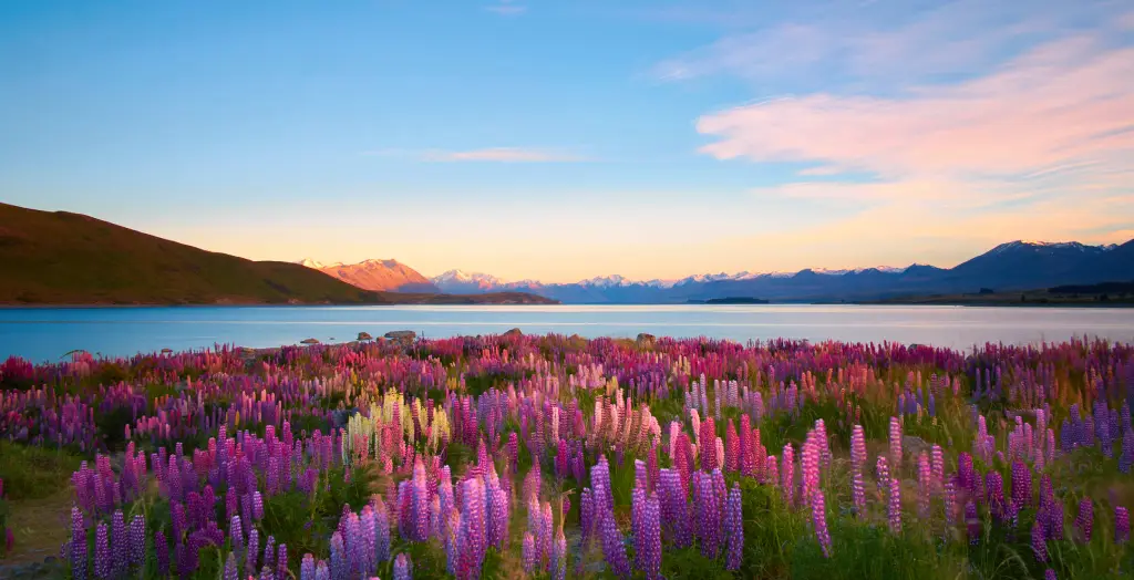Die Morgensonne beleuchtet die Lupinen, die am Lake Tekapo auf der Südinsel Neuseelands wachsen