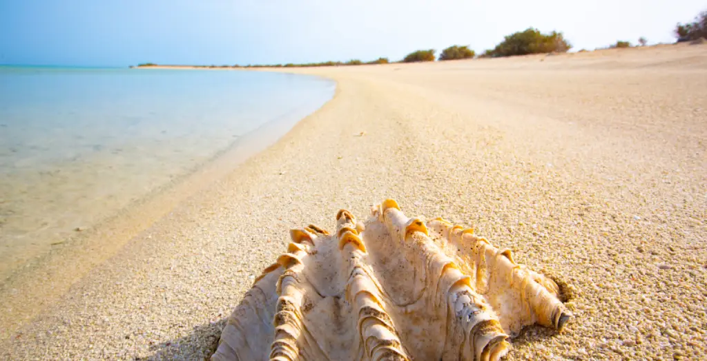 Eine Muschel am Strand auf den Farasan-Inseln, Saudi-Arabien [Bildquelle: © VisitSaudi]