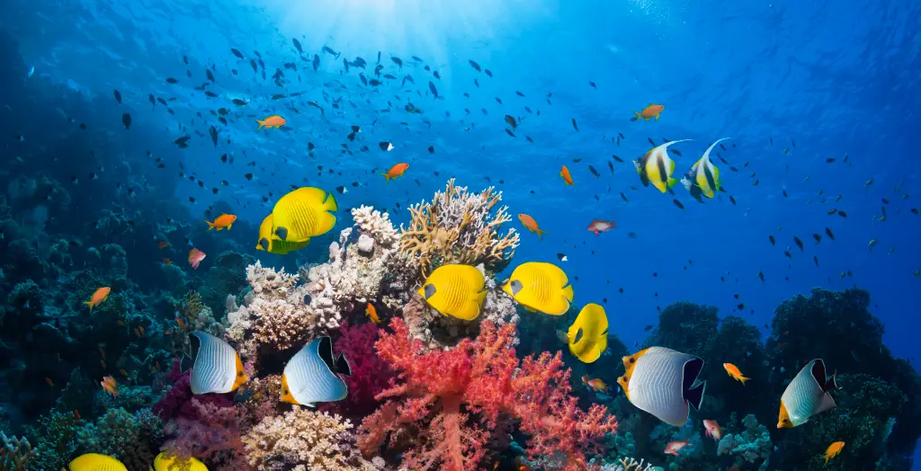 Unterwasserwelt mit Korallenriff und Rotmeer-Wimpelfisch in Ägypten