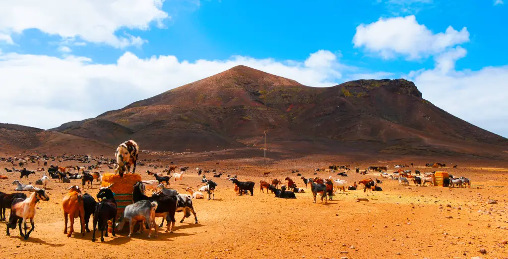 Ziegenherde auf einer Farm in Fuerteventura, Kanaren, Spanien, mit einem malerischen Berg im Hintergrund.