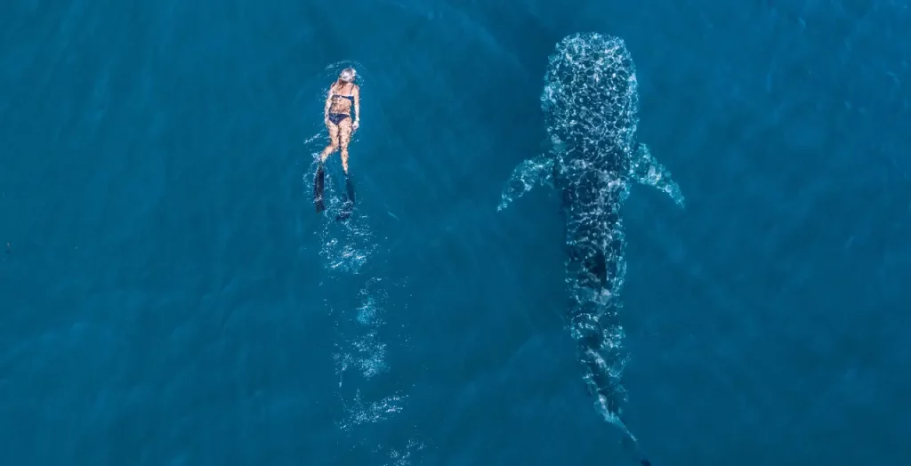 Luftaufnahme einer Frau, die neben einem Walhai im kristallklaren blauen Wasser schwimmt [Bildquelle: © Tourism Western Australia]