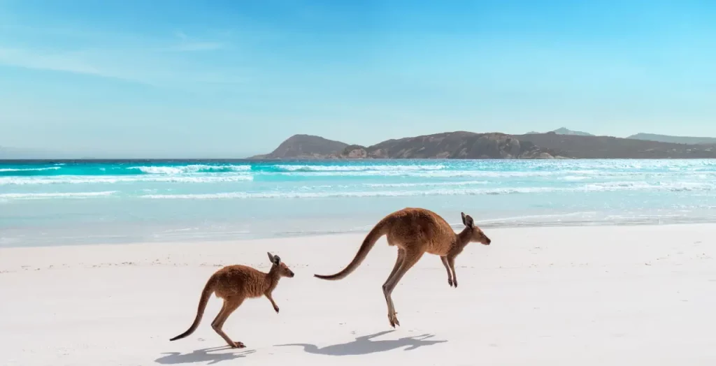 Zwei Kängurus, die am weißen Sandstrand von Lucky Bay im Cape Le Grand Nationalpark, Westaustralien, entlang hüpfen [Bildquelle: © Tourism Western Australia]