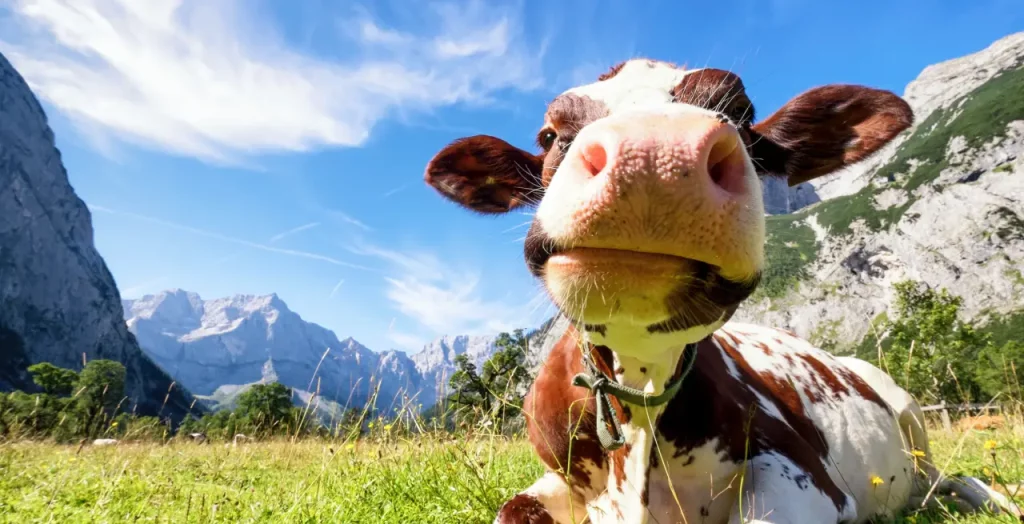 Neugierige Kuh in den grünen Bergen Österreichs mit klarem Himmel im Hintergrund