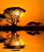 Sonnenuntergang in der Savanne, Nashörner und Elefanten Herde