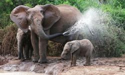 Namibia Urlaub Elefanten